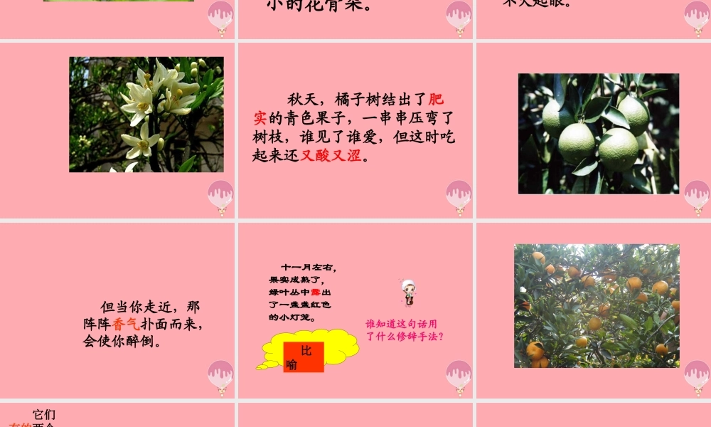 三年级语文上册 第二单元 家乡的红橘课件1 西师大版-西师大版小学三年级上册语文课件