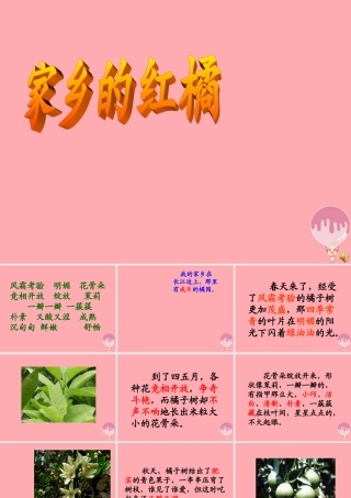 三年级语文上册 第二单元 家乡的红橘课件1 西师大版-西师大版小学三年级上册语文课件