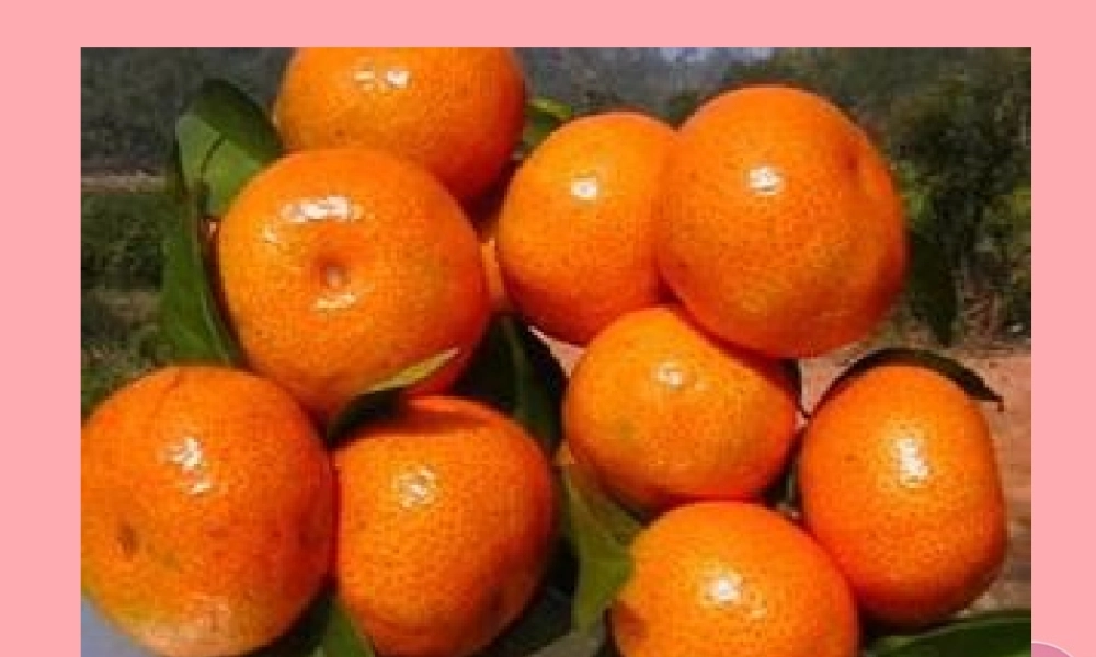 三年级语文上册 第二单元 家乡的红橘课件3 西师大版-西师大版小学三年级上册语文课件