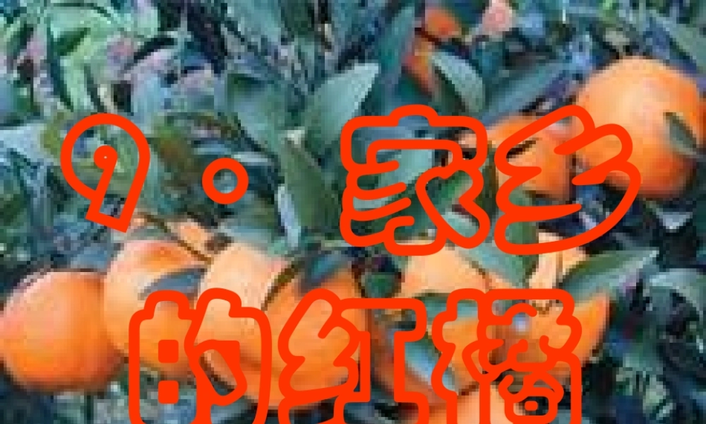 三年级语文上册 第二单元 家乡的红橘课件4 西师大版-西师大版小学三年级上册语文课件