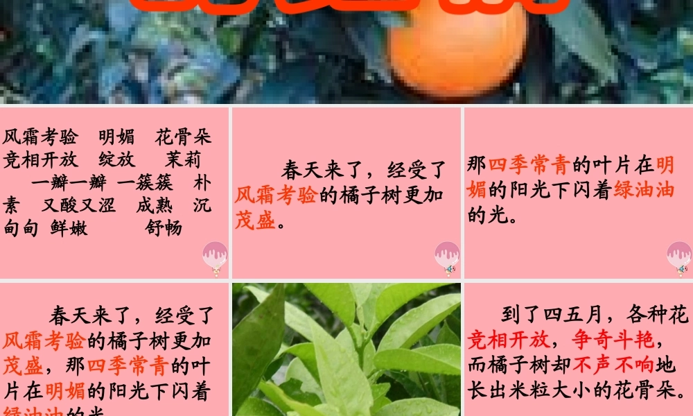 三年级语文上册 第二单元 家乡的红橘课件4 西师大版-西师大版小学三年级上册语文课件