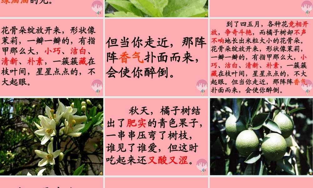 三年级语文上册 第二单元 家乡的红橘课件4 西师大版-西师大版小学三年级上册语文课件