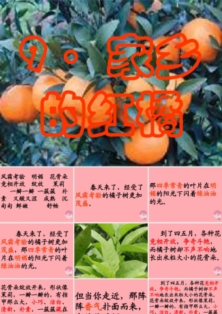 三年级语文上册 第二单元 家乡的红橘课件4 西师大版-西师大版小学三年级上册语文课件