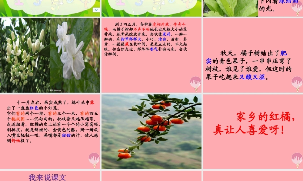 三年级语文上册 第二单元 家乡的红橘课件5 西师大版-西师大版小学三年级上册语文课件