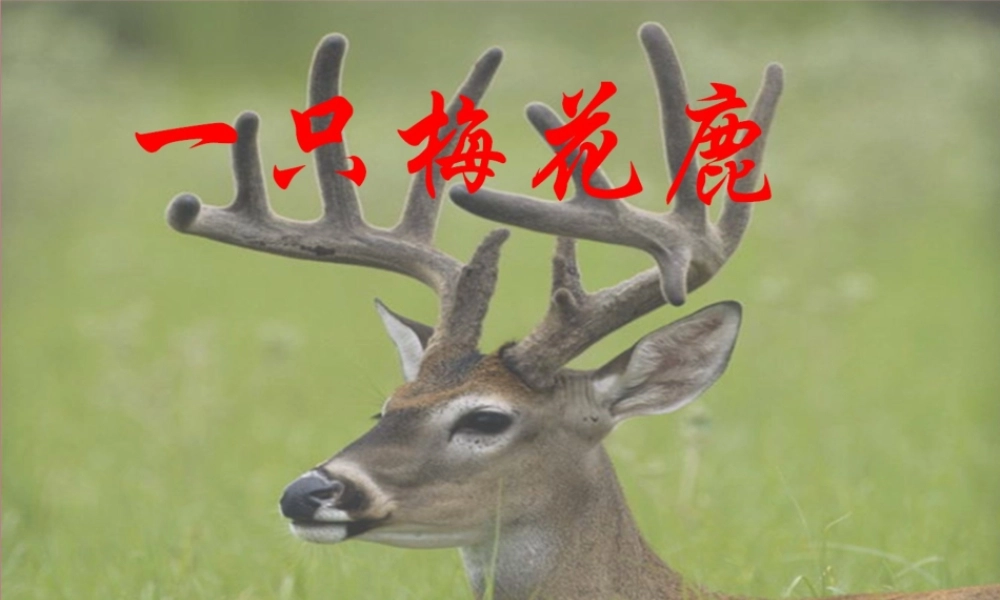 三年级语文上册 第六单元 一只梅花鹿课件2 西师大版-西师大版小学三年级上册语文课件