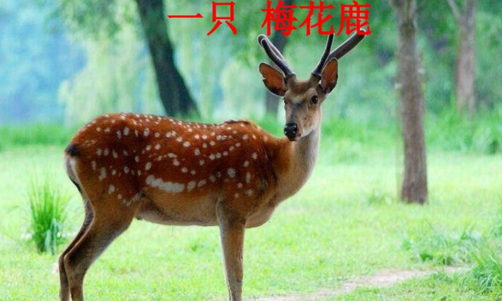 三年级语文上册 第六单元 一只梅花鹿课件3 西师大版-西师大版小学三年级上册语文课件