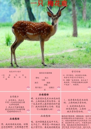 三年级语文上册 第六单元 一只梅花鹿课件3 西师大版-西师大版小学三年级上册语文课件