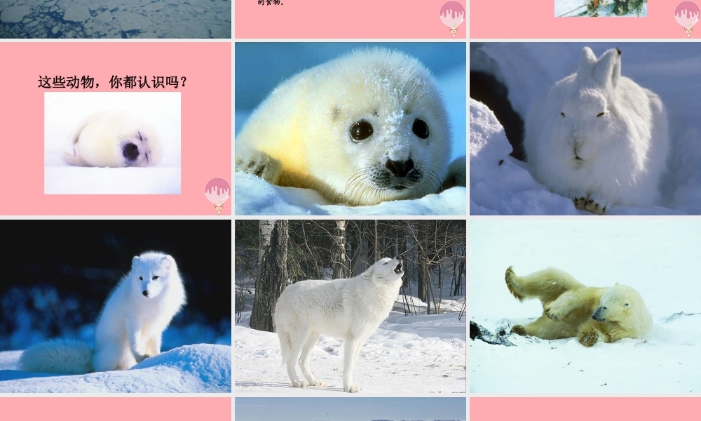 三年级语文上册 第八单元 北极风光课件3 湘教版-湘教版小学三年级上册语文课件