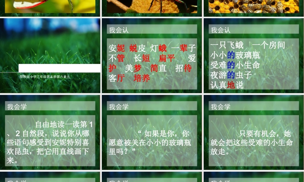 三年级语文上册 第六单元“我喜欢昆虫”课件1 鄂教版-鄂教版小学三年级上册语文课件