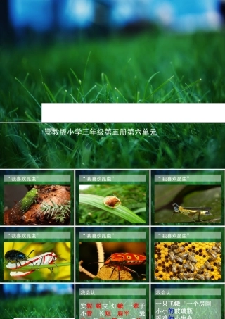 三年级语文上册 第六单元“我喜欢昆虫”课件1 鄂教版-鄂教版小学三年级上册语文课件