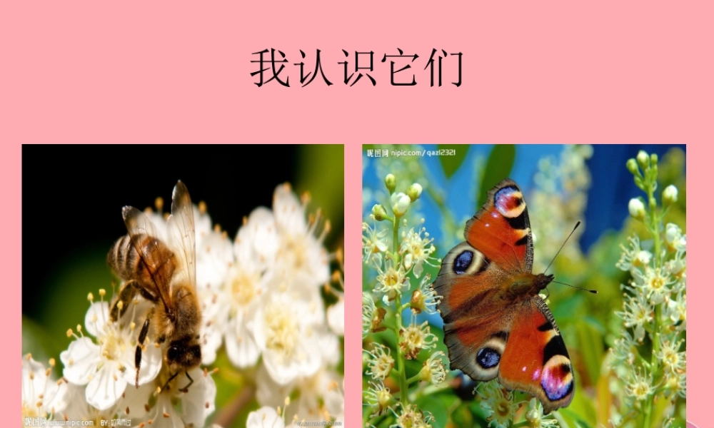 三年级语文上册 第六单元“我喜欢昆虫”课件3 鄂教版-鄂教版小学三年级上册语文课件