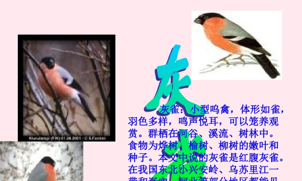 三年级语文上册 第二组 5 灰雀课件 新人教版