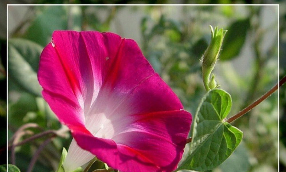 三年级语文上册 第四组 13《花钟》课件 新人教版-新人教版小学三年级上册语文课件