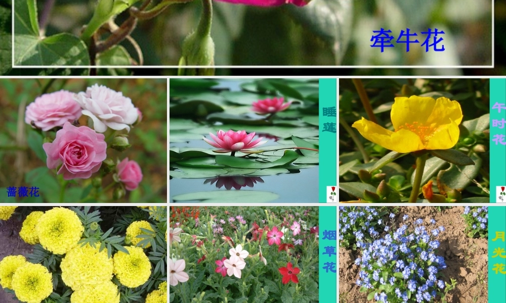 三年级语文上册 第四组 13《花钟》课件 新人教版-新人教版小学三年级上册语文课件