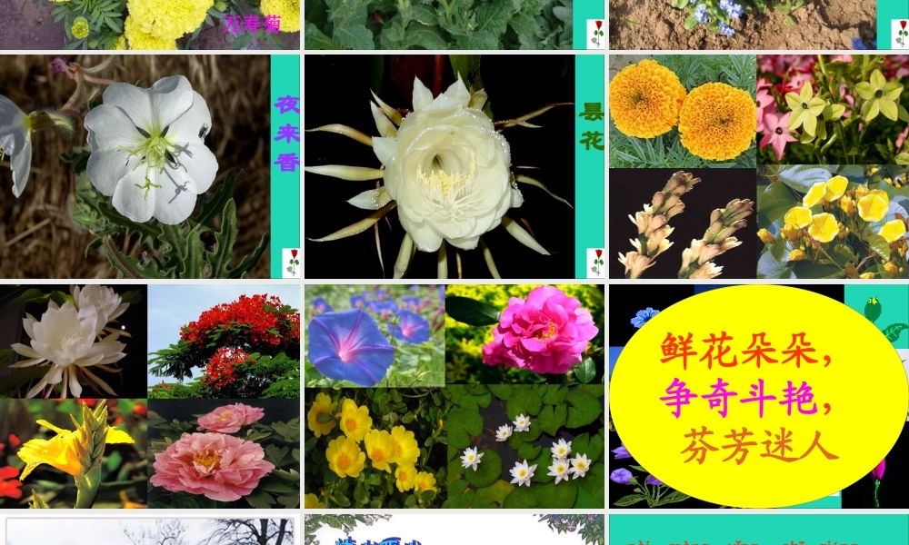 三年级语文上册 第四组 13《花钟》课件 新人教版-新人教版小学三年级上册语文课件