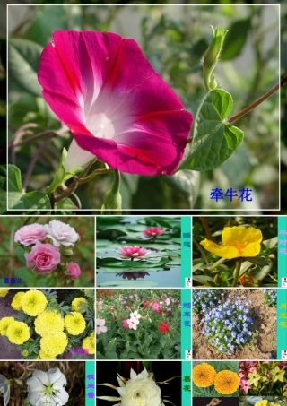 三年级语文上册 第四组 13《花钟》课件 新人教版-新人教版小学三年级上册语文课件