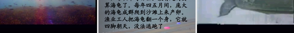 三年级语文上册 第六组 22《富饶的西沙群岛》课堂教学课件2 新人教版-新人教版小学三年级上册语文课件