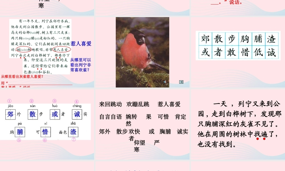 三年级语文上册 第二单元 5《灰雀》课件2 鲁教版-鲁教版小学三年级上册语文课件