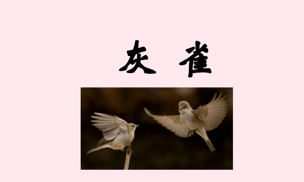 三年级语文上册 第二单元 5《灰雀》培优课件 鲁教版-鲁教版小学三年级上册语文课件