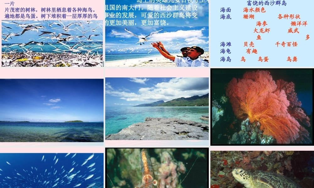 三年级语文上册 第六组 22《富饶的西沙群岛》课堂教学课件4 新人教版-新人教版小学三年级上册语文课件