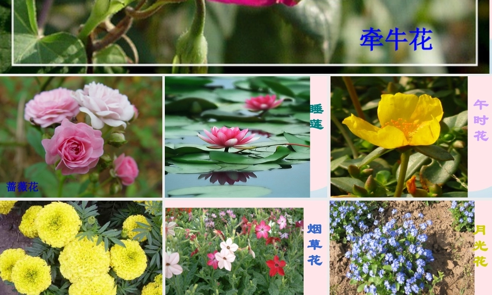 三年级语文上册 第四组 13《花钟》课堂教学课件2 新人教版-新人教版小学三年级上册语文课件