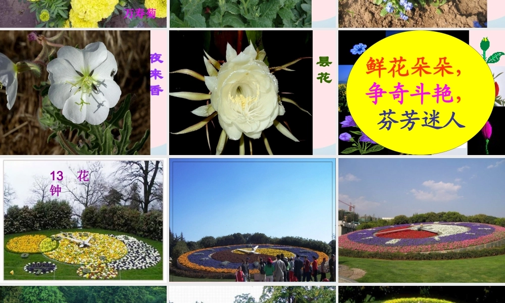 三年级语文上册 第四组 13《花钟》课堂教学课件2 新人教版-新人教版小学三年级上册语文课件