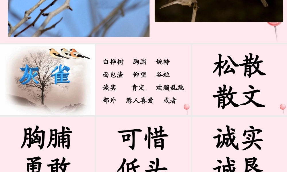 三年级语文上册 第二单元 5《灰雀》优培课件 鲁教版-鲁教版小学三年级上册语文课件