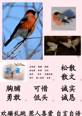 三年级语文上册 第二单元 5《灰雀》优培课件 鲁教版-鲁教版小学三年级上册语文课件