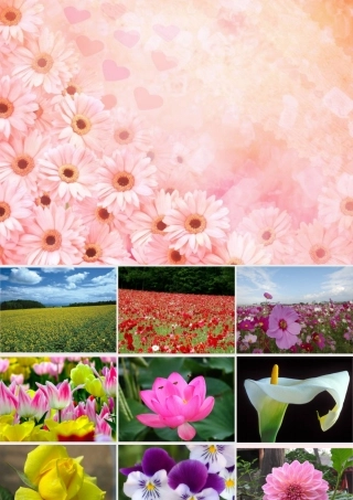 三年级语文上册 第四组 13《花钟》课堂教学课件3 新人教版-新人教版小学三年级上册语文课件