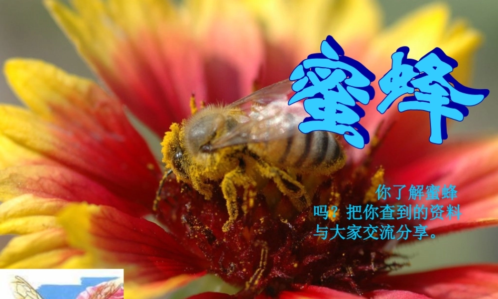 三年级语文上册 第四组 14 蜜蜂课件 新人教版