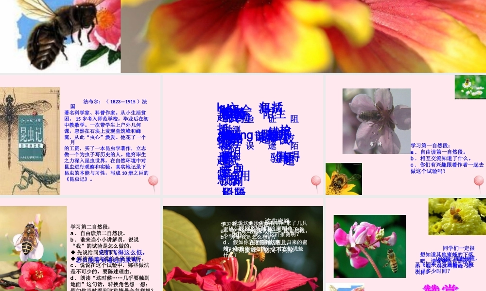 三年级语文上册 第四组 14 蜜蜂课件 新人教版