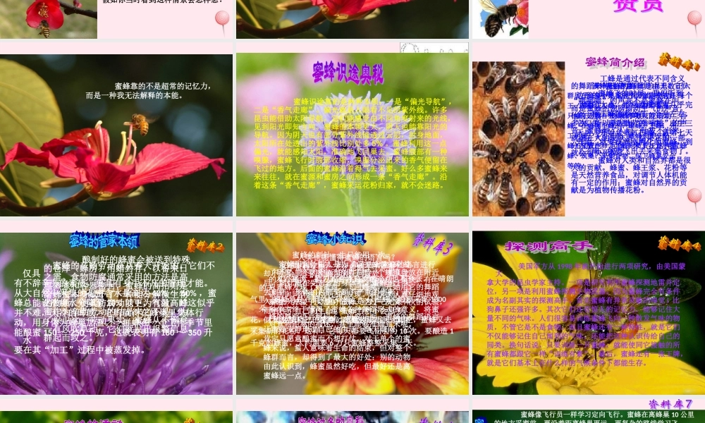 三年级语文上册 第四组 14 蜜蜂课件 新人教版