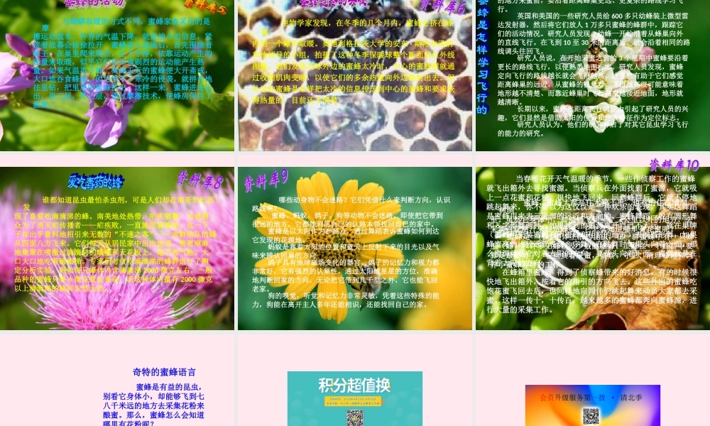 三年级语文上册 第四组 14 蜜蜂课件 新人教版