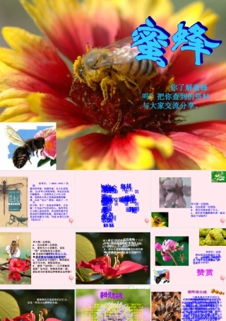 三年级语文上册 第四组 14 蜜蜂课件 新人教版