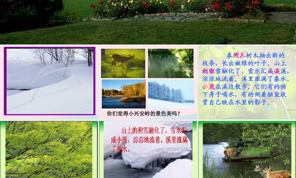 三年级语文上册 第六组 23《美丽的小兴安岭》课堂教学课件2 新人教版-新人教版小学三年级上册语文课件