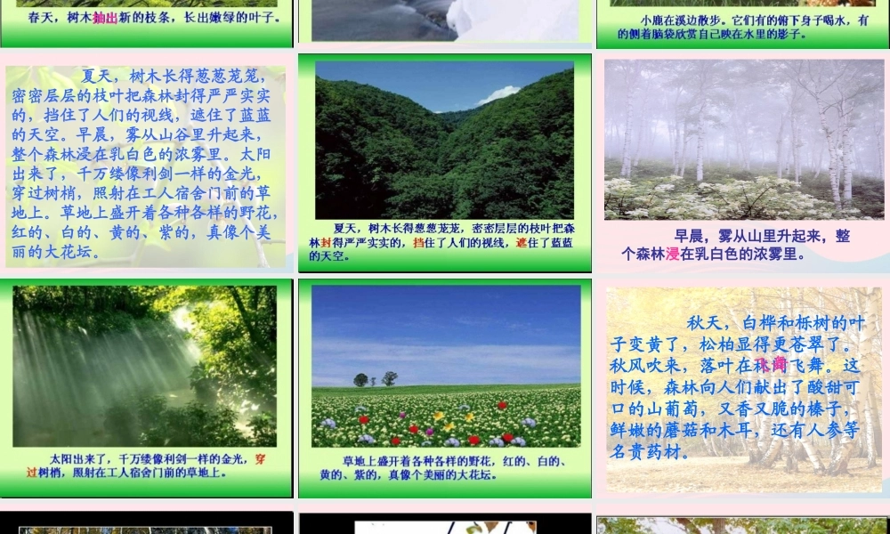 三年级语文上册 第六组 23《美丽的小兴安岭》课堂教学课件2 新人教版-新人教版小学三年级上册语文课件