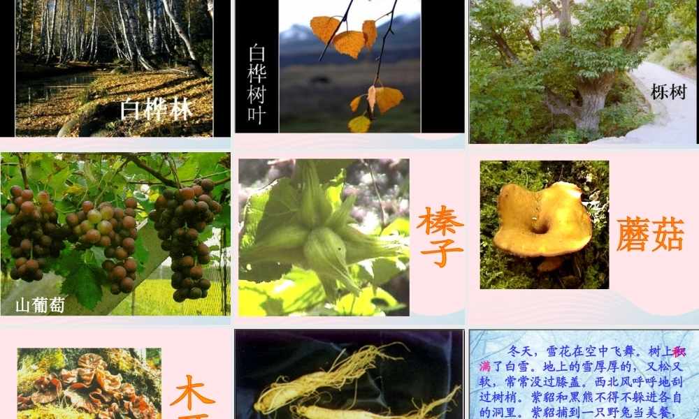 三年级语文上册 第六组 23《美丽的小兴安岭》课堂教学课件2 新人教版-新人教版小学三年级上册语文课件