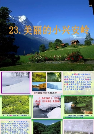 三年级语文上册 第六组 23《美丽的小兴安岭》课堂教学课件2 新人教版-新人教版小学三年级上册语文课件