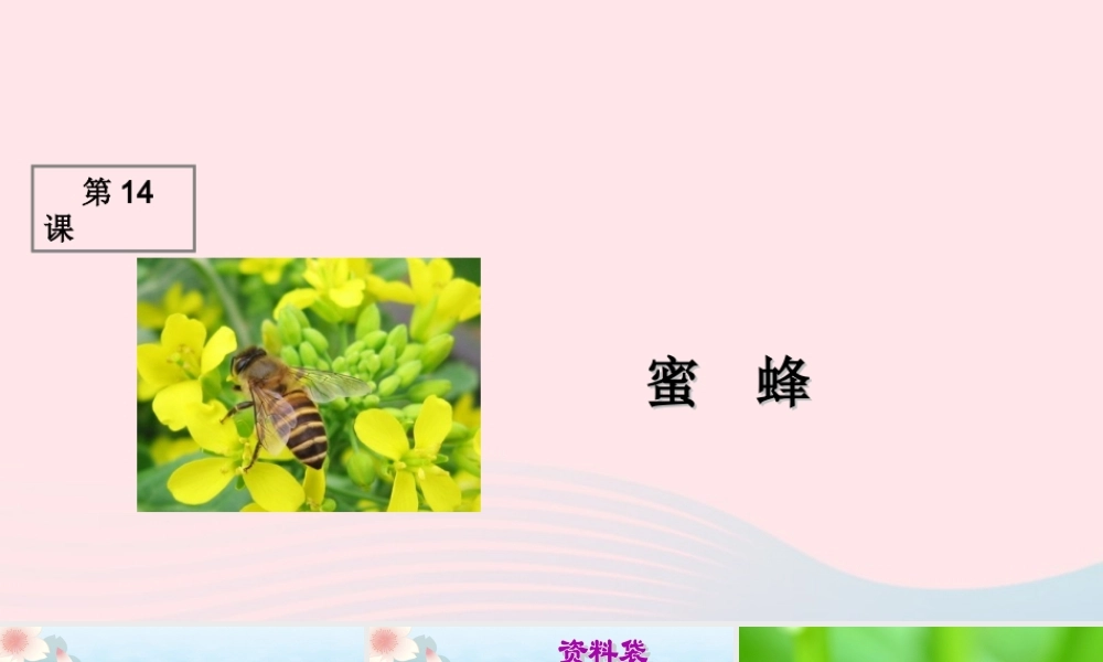 三年级语文上册 第四组 14《蜜蜂》课堂教学课件1 新人教版-新人教版小学三年级上册语文课件