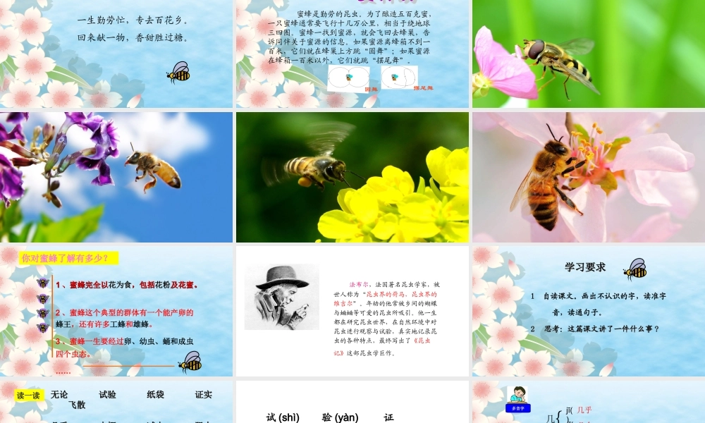 三年级语文上册 第四组 14《蜜蜂》课堂教学课件1 新人教版-新人教版小学三年级上册语文课件