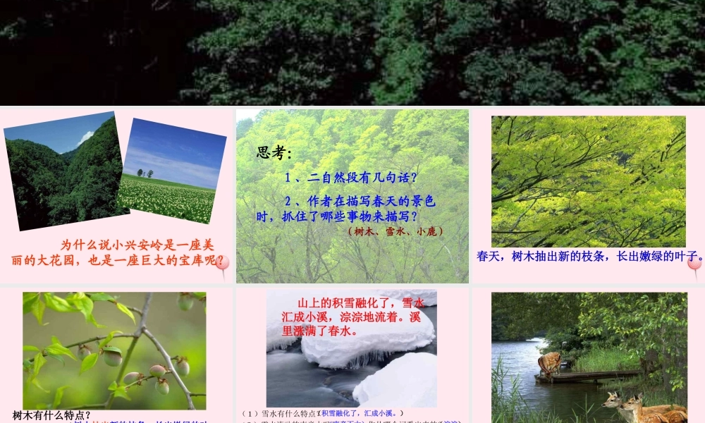 三年级语文上册 第六组 23《美丽的小兴安岭》课堂教学课件3 新人教版-新人教版小学三年级上册语文课件