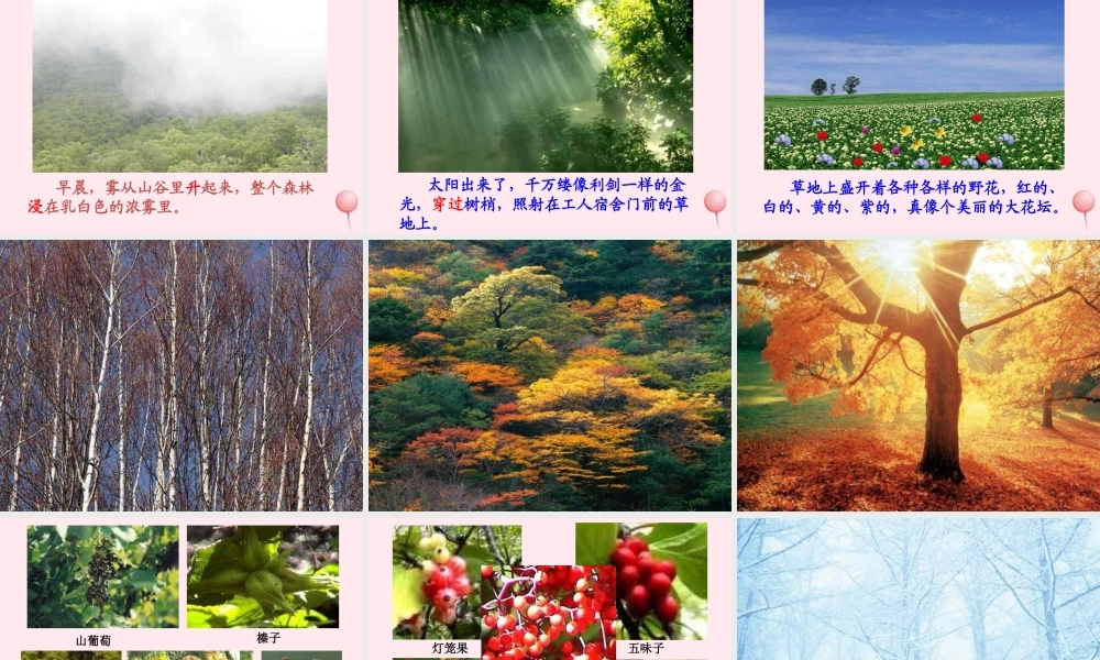 三年级语文上册 第六组 23《美丽的小兴安岭》课堂教学课件3 新人教版-新人教版小学三年级上册语文课件