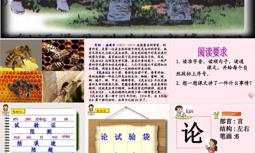 三年级语文上册 第四组 14《蜜蜂》课堂教学课件2 新人教版-新人教版小学三年级上册语文课件