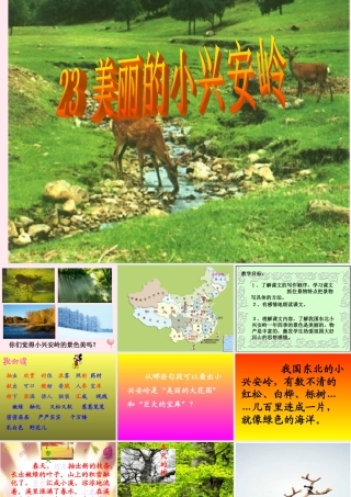三年级语文上册 第六组 23《美丽的小兴安岭》课堂教学课件4 新人教版-新人教版小学三年级上册语文课件