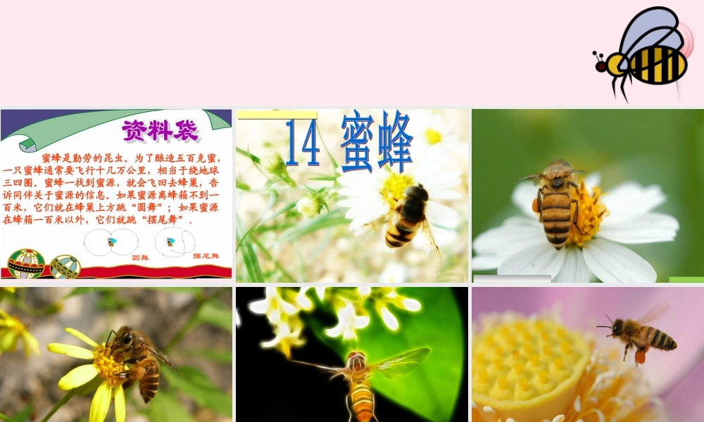 三年级语文上册 第四组 14《蜜蜂》课堂教学课件3 新人教版-新人教版小学三年级上册语文课件