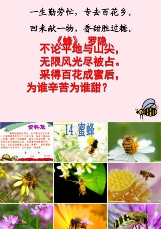三年级语文上册 第四组 14《蜜蜂》课堂教学课件3 新人教版-新人教版小学三年级上册语文课件