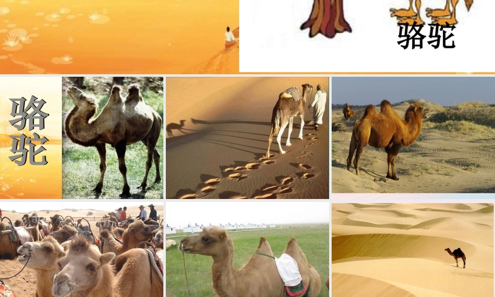 三年级语文上册 第四组 16《找骆驼》课堂教学课件2 新人教版-新人教版小学三年级上册语文课件