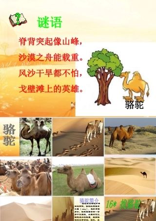 三年级语文上册 第四组 16《找骆驼》课堂教学课件2 新人教版-新人教版小学三年级上册语文课件