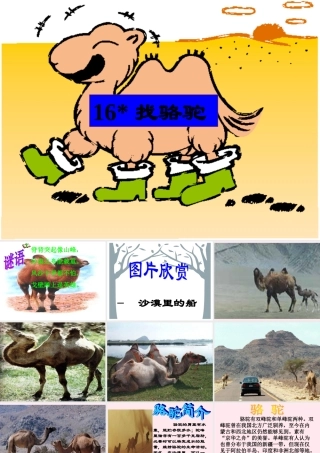 三年级语文上册 第四组 16《找骆驼》课堂教学课件3 新人教版-新人教版小学三年级上册语文课件