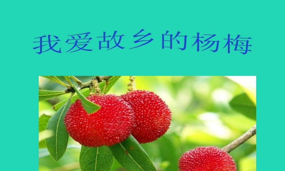 三年级语文上册 第六单元 16 我爱故乡的杨梅课件 鄂教版